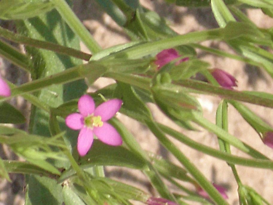 Centaurium sp.